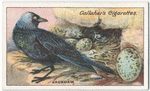 Jackdaw.