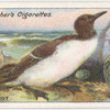 Guillemot.