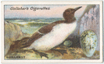 Guillemot.