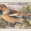 Hawfinch.