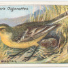 Yellow wagtail.