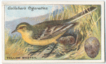 Yellow wagtail.