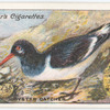 Oyster catcher.