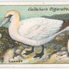 Gannet.