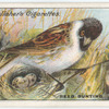 Reed bunting.
