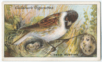 Reed bunting.