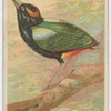 Rainbow pitta.