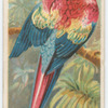 Red and blue macaw.