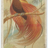 Red bird of paradise.
