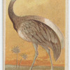Rhea.