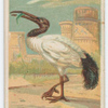 Sacred ibis.