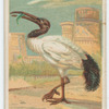 Sacred ibis.