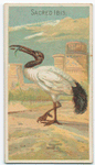 Sacred ibis.