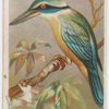 Sacred kingfisher.