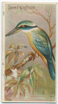 Sacred kingfisher.