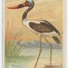 Saddle-billed stork.