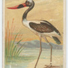 Saddle-billed stork.