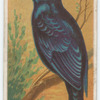 Satin bower bird.