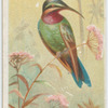 Schreiber's humming bird.