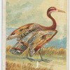 Sun bittern.