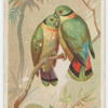 Swindern's love-bird.