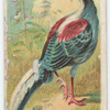 Swinhoe pheasant.