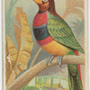 The banded araçari toucan.