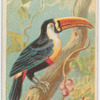 Toco toucan.