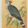 Top knot pigeon.