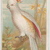 Tri-colored cockatoo.