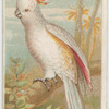 Tri-colored cockatoo.