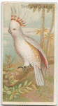 Tri-colored cockatoo.