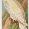Yellow-crested cockatoo.