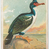 White-throated shag.