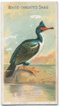 White-throated shag.