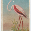 African flamingo.