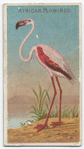 African flamingo.