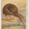 Apteryx.