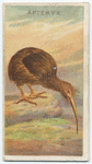 Apteryx.