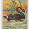 Black swan.
