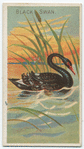 Black swan.