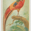 Black-throated golden pheasant.