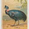 Cassowary.