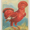 Cock-of-the-rock.