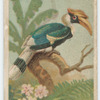 Concave-casqued hornbill.