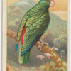 Festive green parrot.