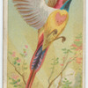Fiery-tailed sun bird.