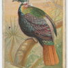 The impeyan pheasant.