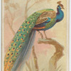 India peacock.