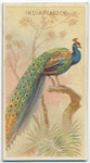 India peacock.